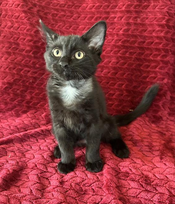 Enlarge Jett, a Adopted Maine Coon in Nashville, TN image 2/3