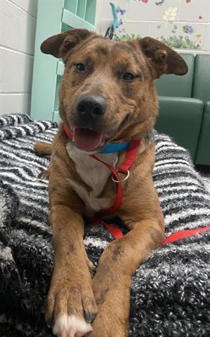 Enlarge BLITZ, a Adoptable mixed breed in Dayton, OH image 1/1