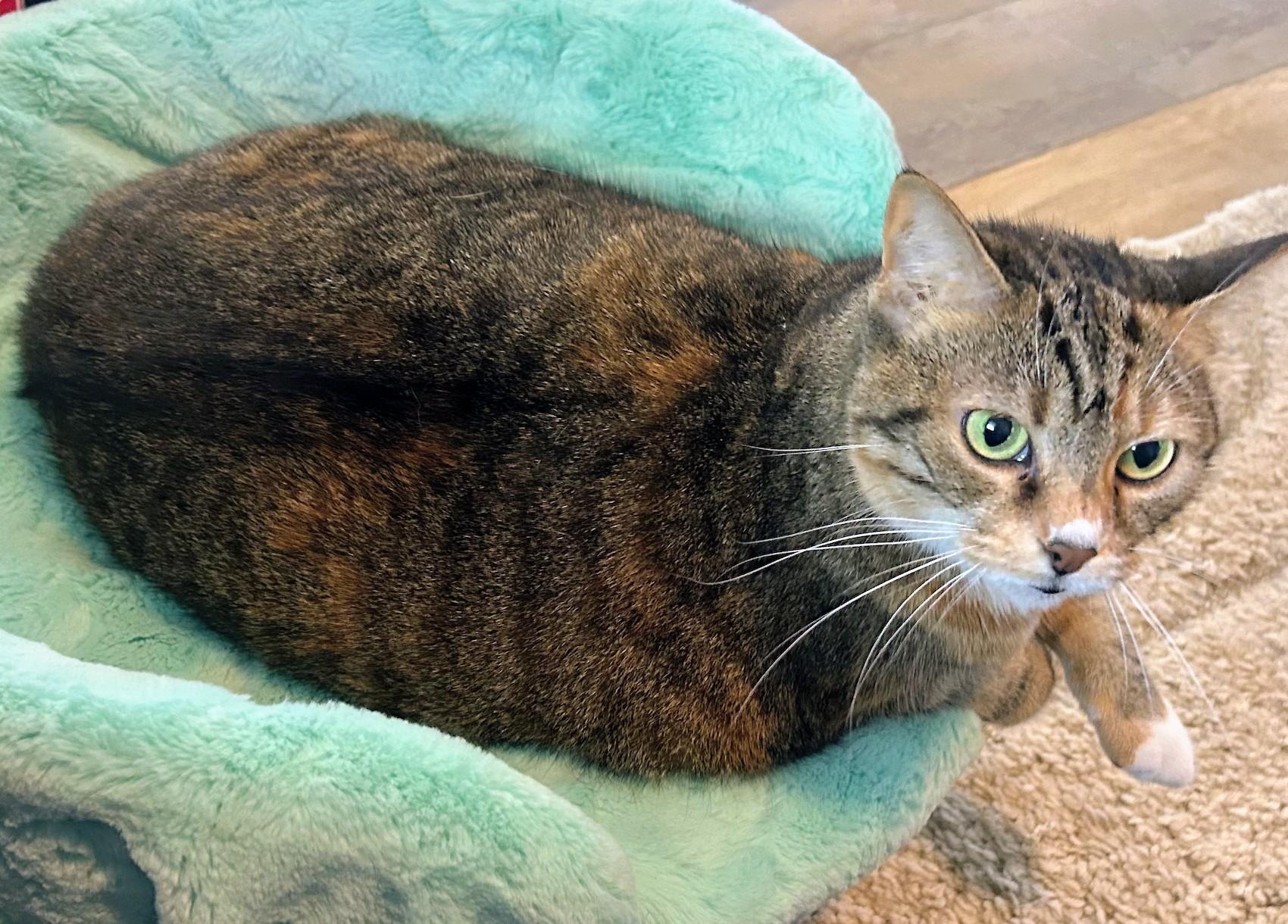 Annie, a ADOPTABLE Domestic Short Hair in Oldsmar, FL image 4/6