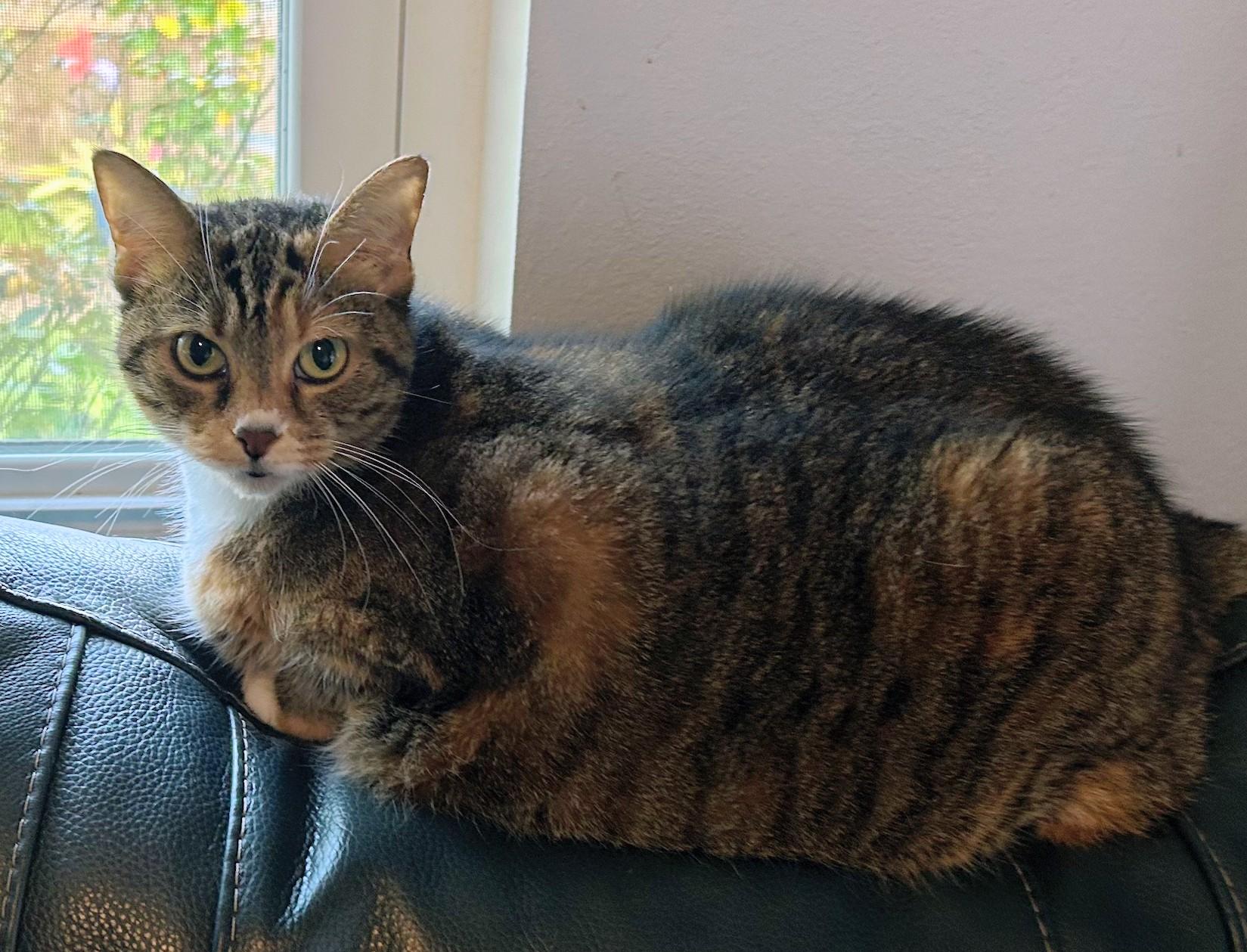 Annie, a ADOPTABLE Domestic Short Hair in Oldsmar, FL image 3/6