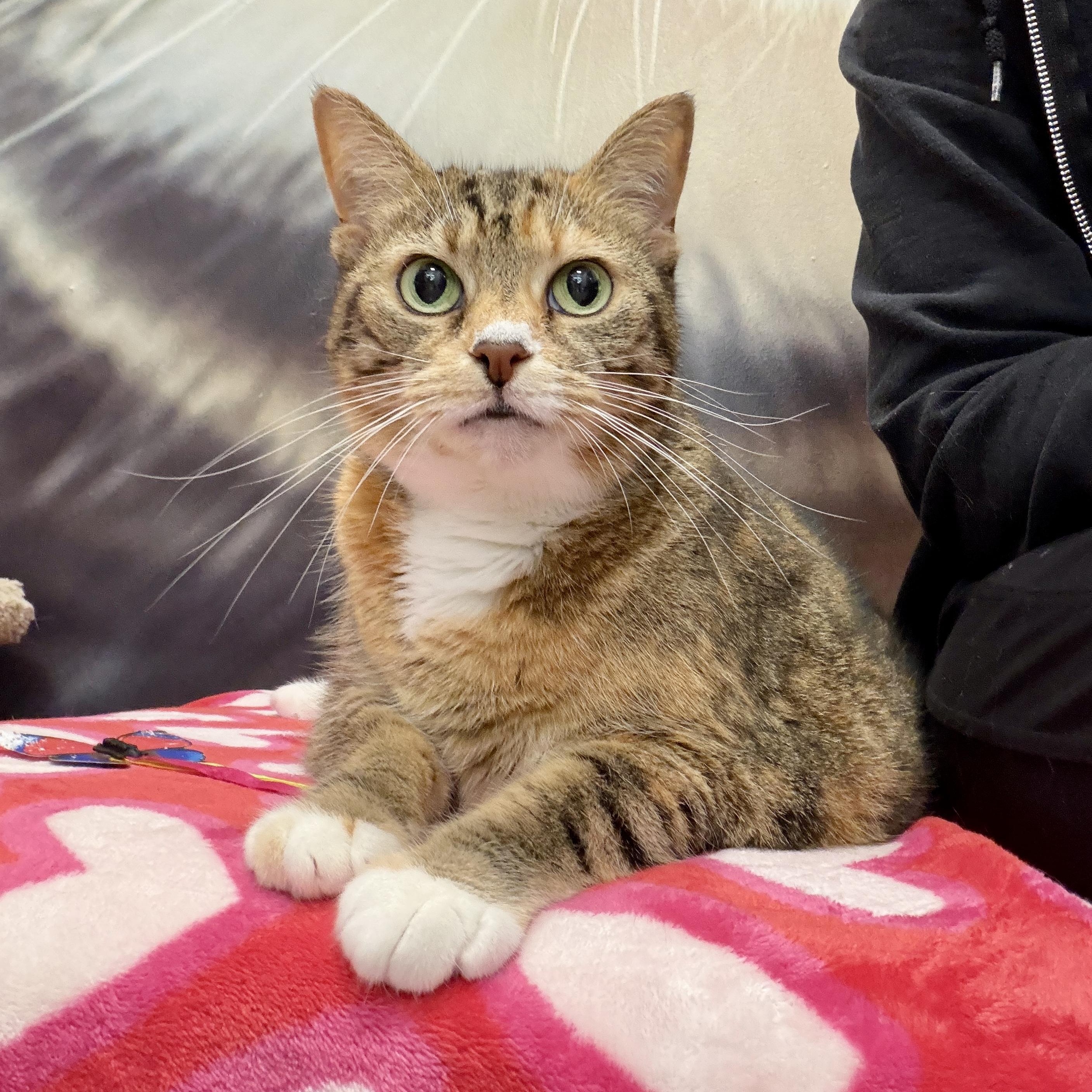 Annie, ADOPTABLE, Senior Female Domestic Short Hair.