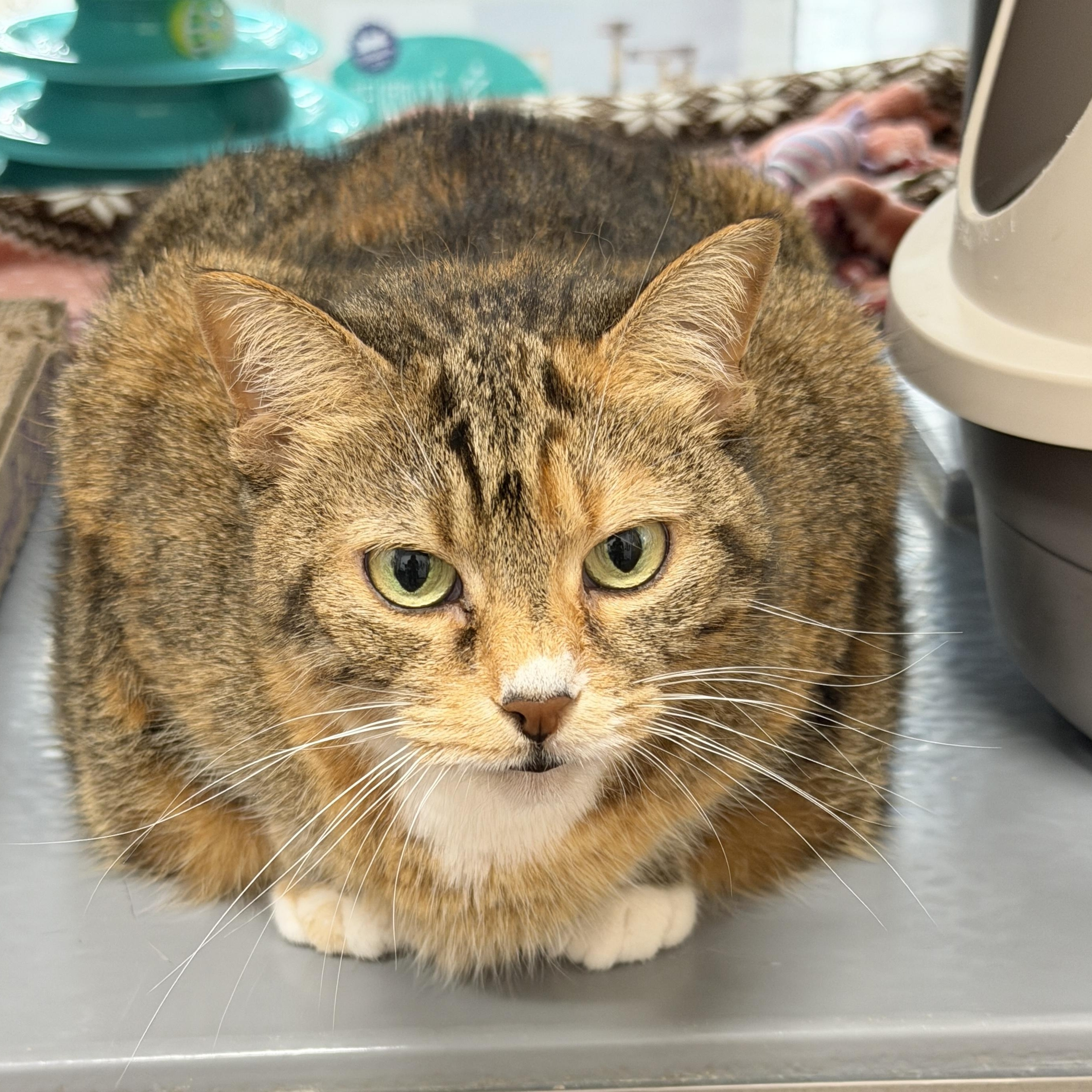 Annie, a ADOPTABLE Domestic Short Hair in Oldsmar, FL image 2/6