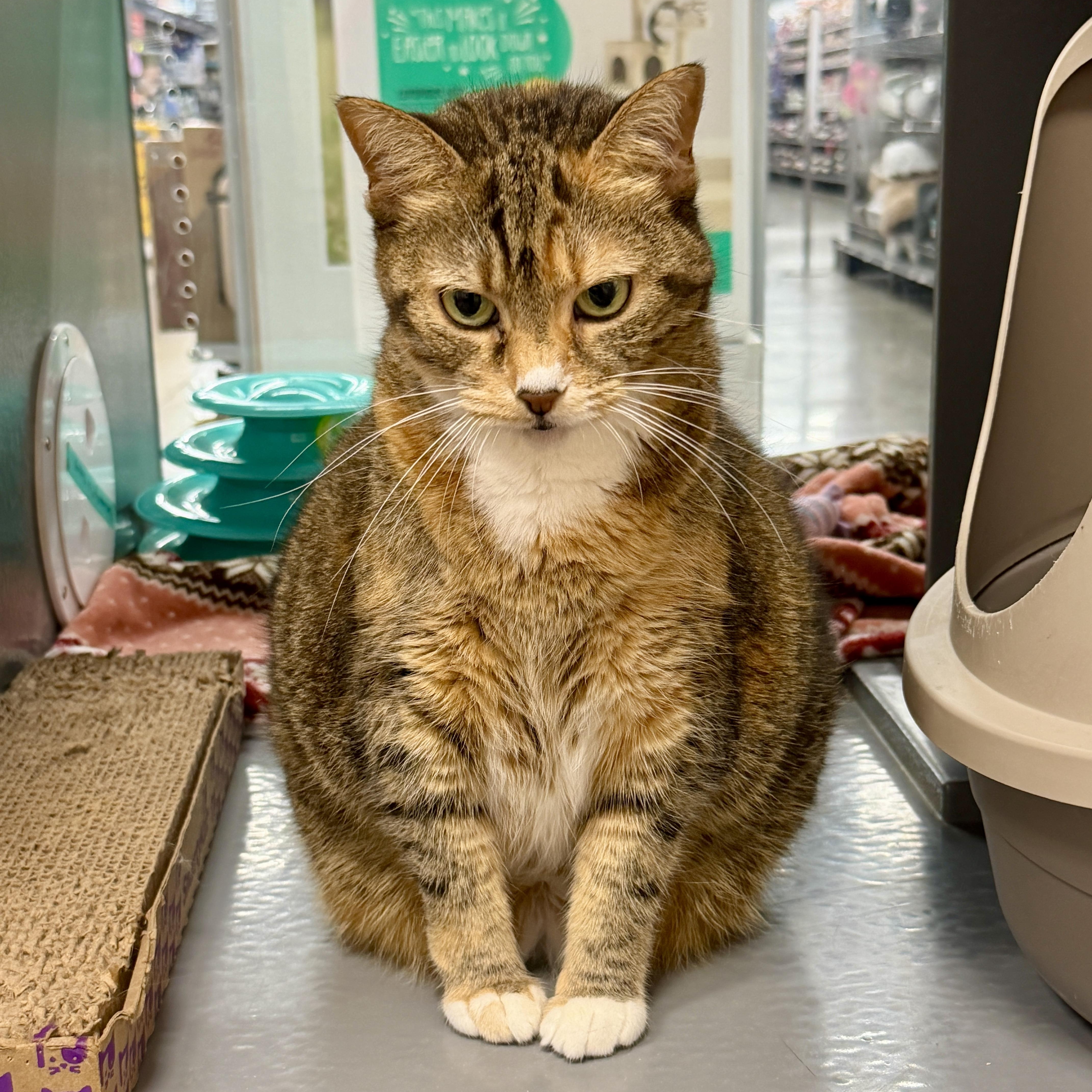 Annie, a ADOPTABLE Domestic Short Hair in Oldsmar, FL image 6/6