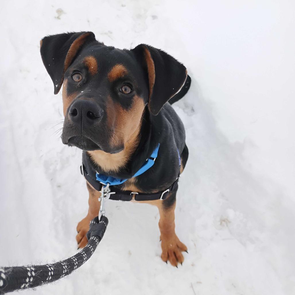 Enlarge Thomas, a Adoptable Mixed Breed in Dover, NH image 5/5