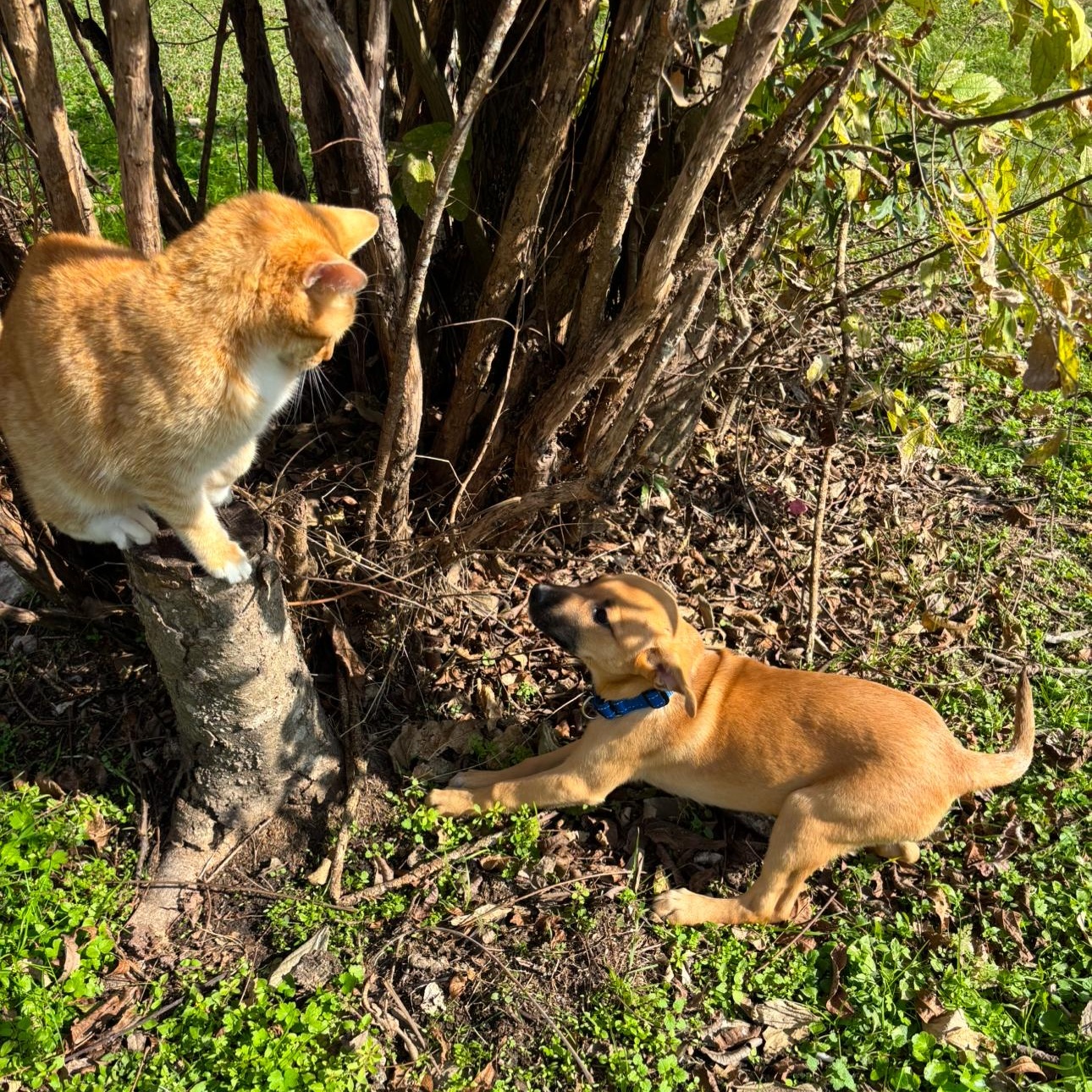 Karma - Local Oct 31-Nov 2, a Adoptable mixed breed in Westerly, RI image 3/3