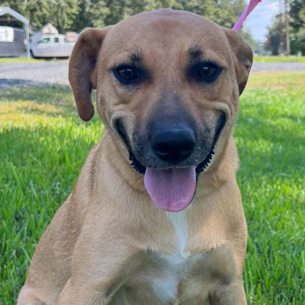 Karma - Local Oct 31-Nov 2, a Adoptable mixed breed in Westerly, RI image 2/3