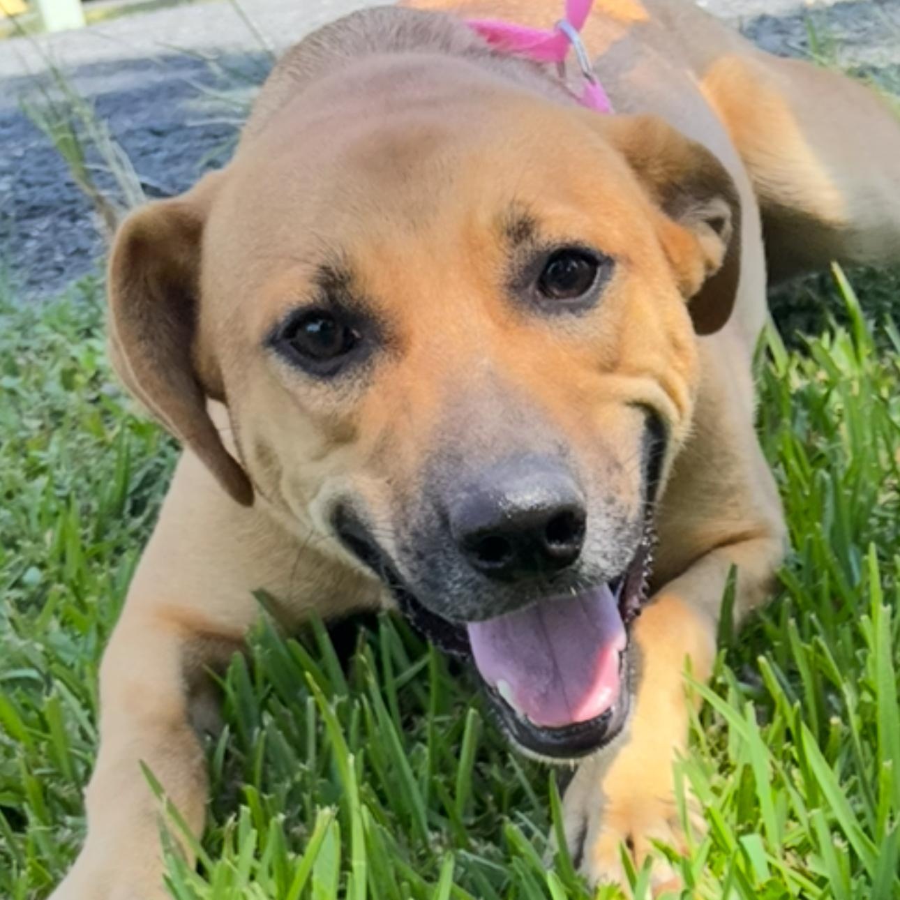 Karma - Local Oct 31-Nov 2, Adoptable, Adult Female Labrador Retriever.