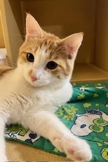 Pumpkin Shewman (cute brother to Ginger!)