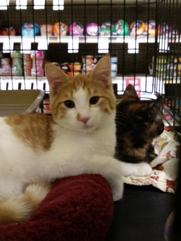 Pumpkin Shewman (cute brother to Ginger!) — thumbnail 2