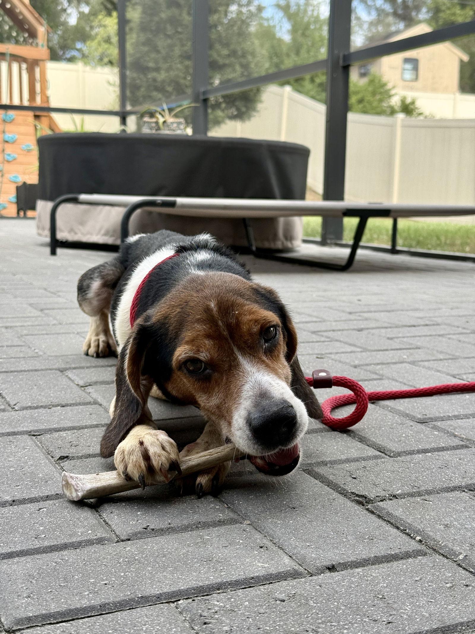 Bama II, Adopted, Adult Male Beagle.