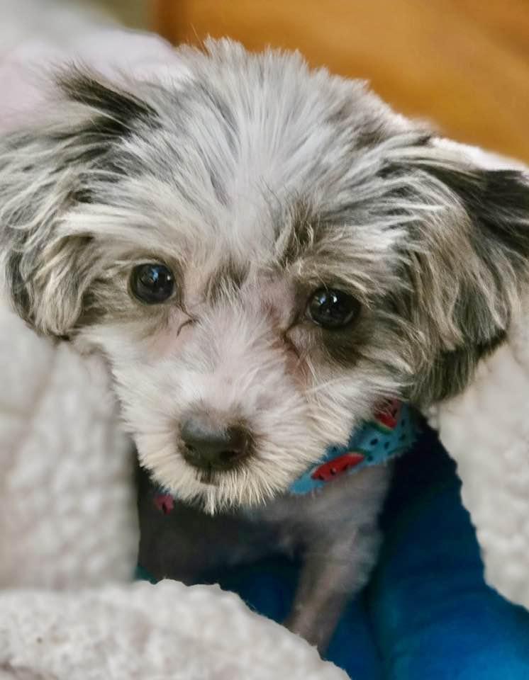 Eden, Adopted, Puppy Female Poodle & Havanese.