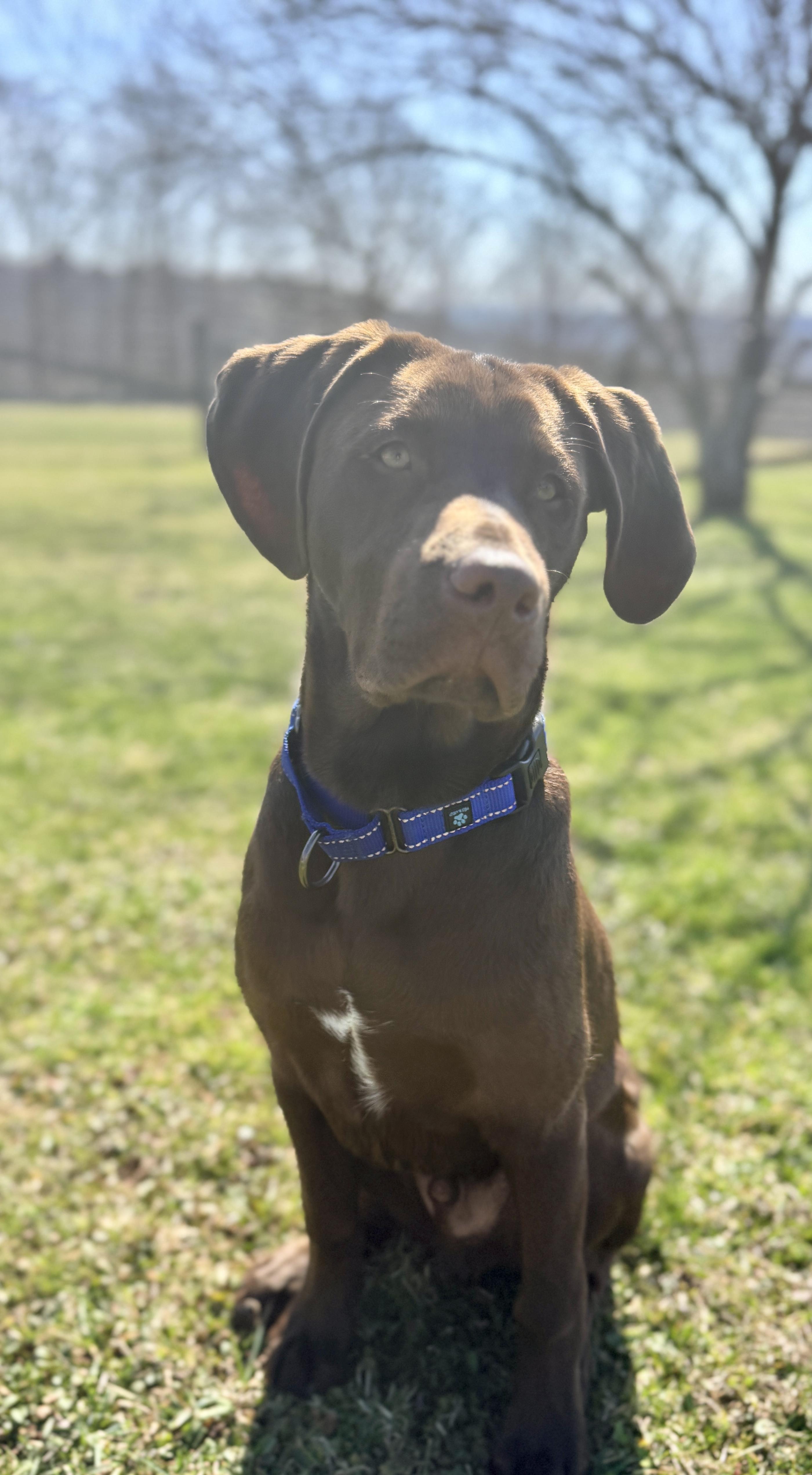 Enlarge REUBEN, an adopted Chocolate Labrador Retriever in Belmont, NY image 3/6