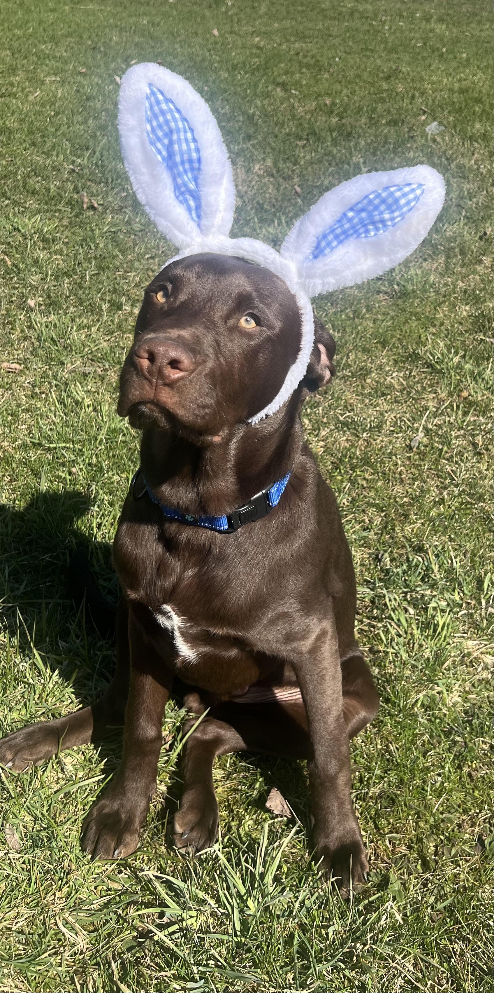 Enlarge REUBEN, an adopted Chocolate Labrador Retriever in Belmont, NY image 2/6