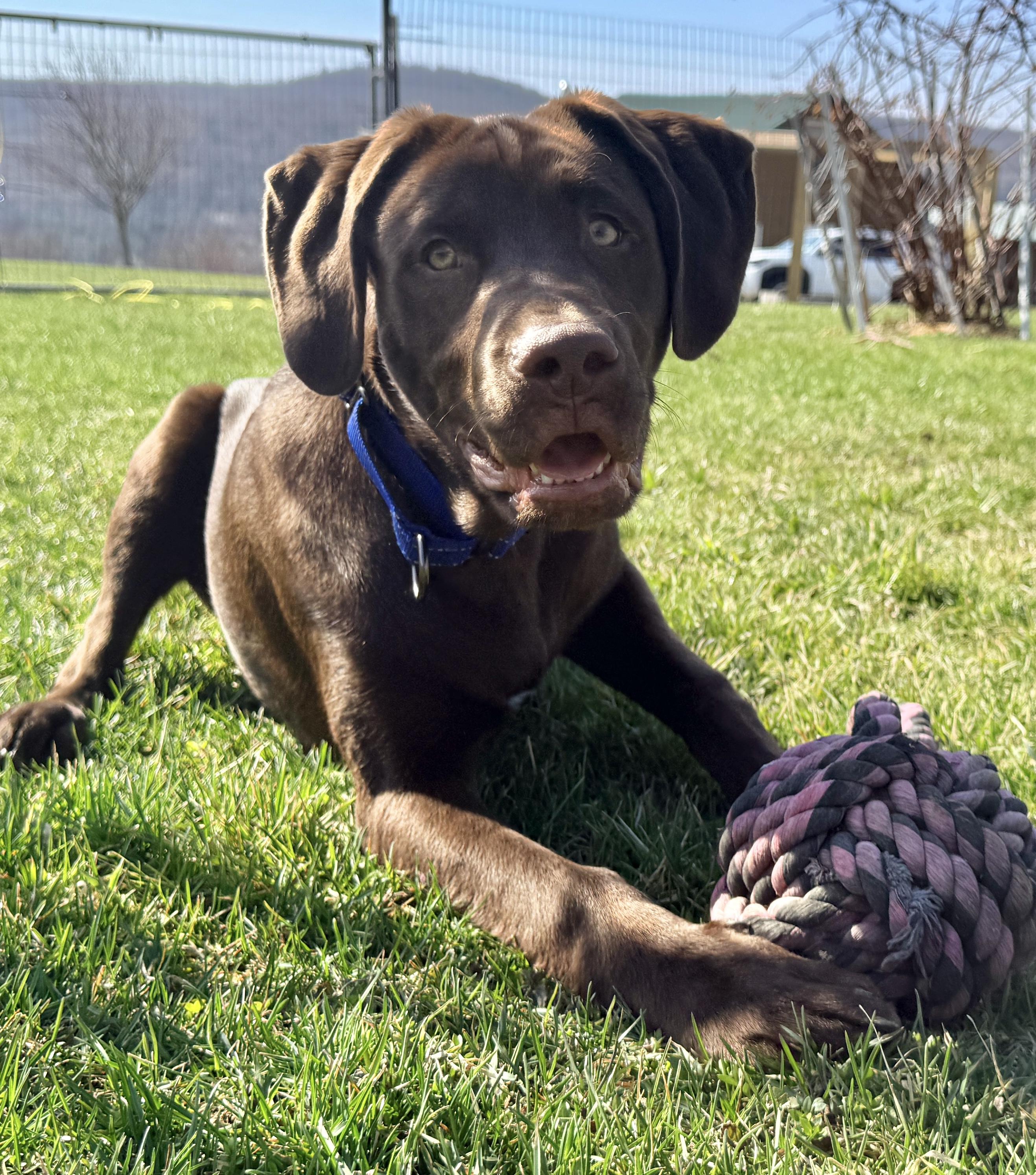 Enlarge REUBEN, an adopted Chocolate Labrador Retriever in Belmont, NY image 6/6