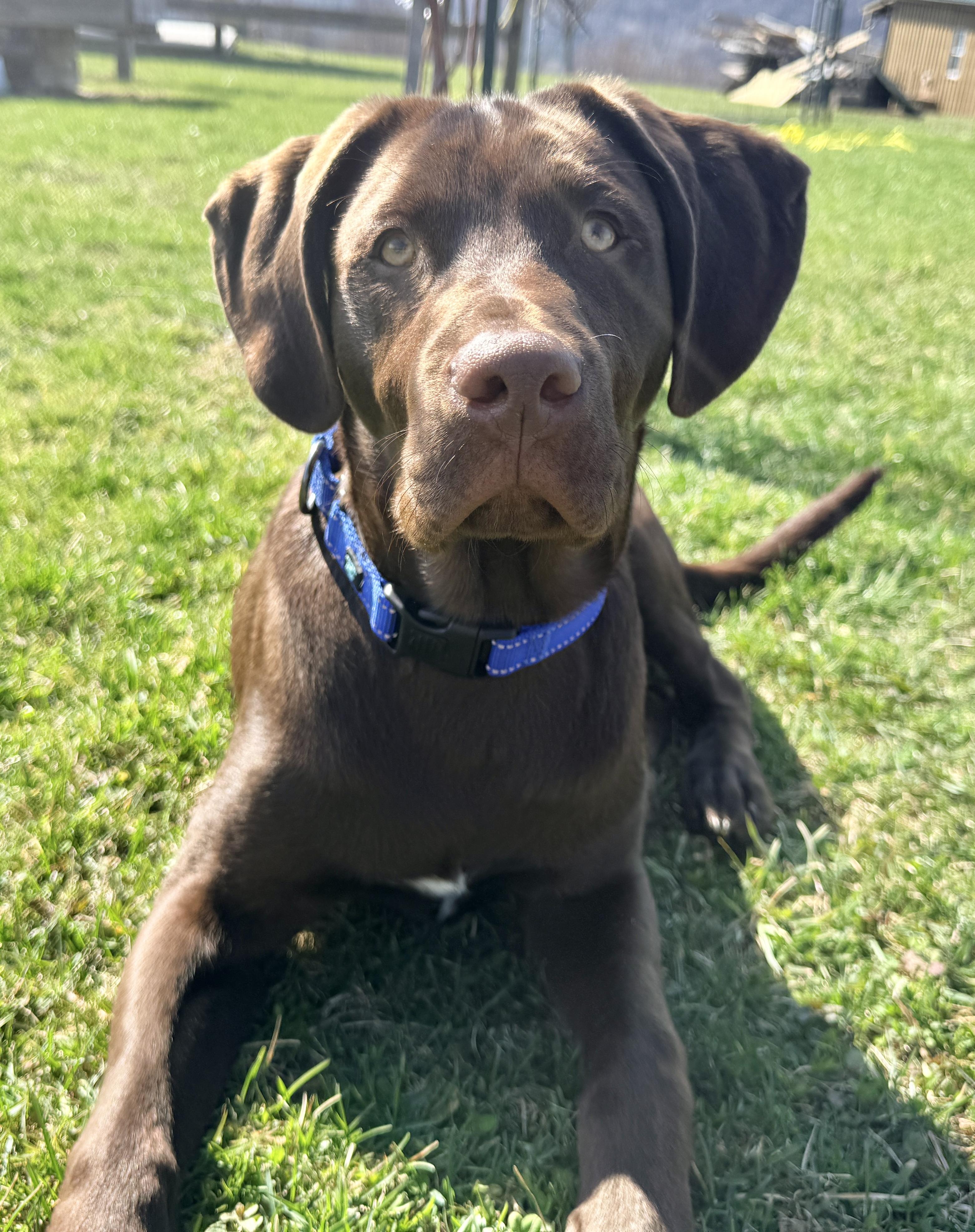 Enlarge REUBEN, an adopted Chocolate Labrador Retriever in Belmont, NY image 4/6