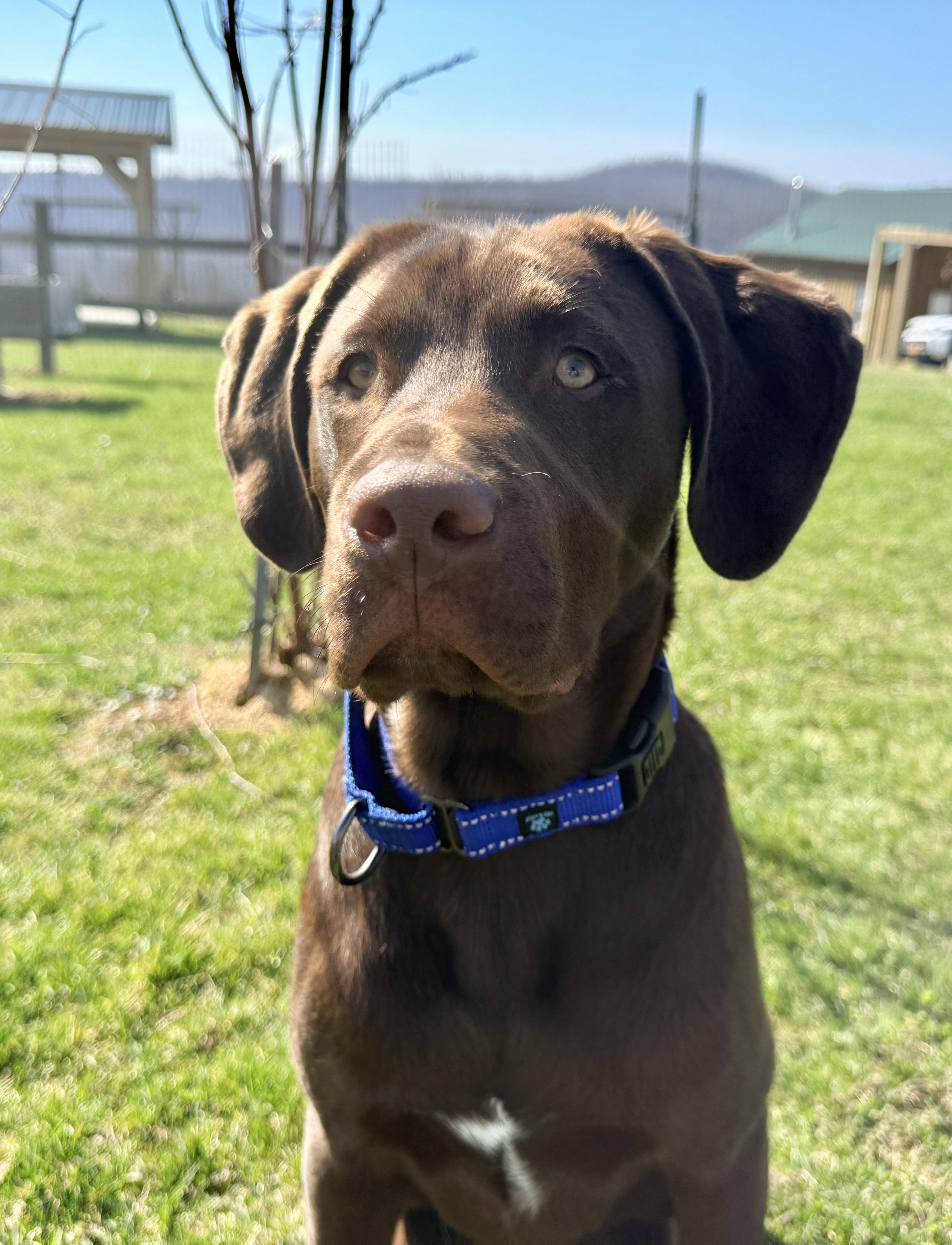Enlarge REUBEN, an adopted Chocolate Labrador Retriever in Belmont, NY image 5/6