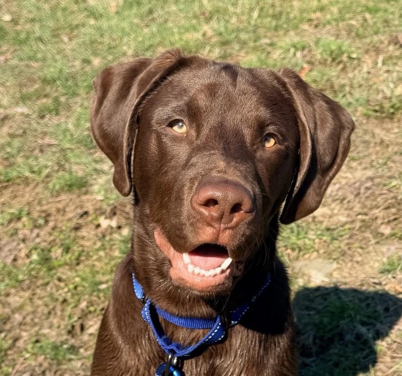 Enlarge REUBEN, an adopted Chocolate Labrador Retriever in Belmont, NY image 1/6