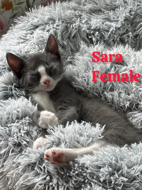 Sara