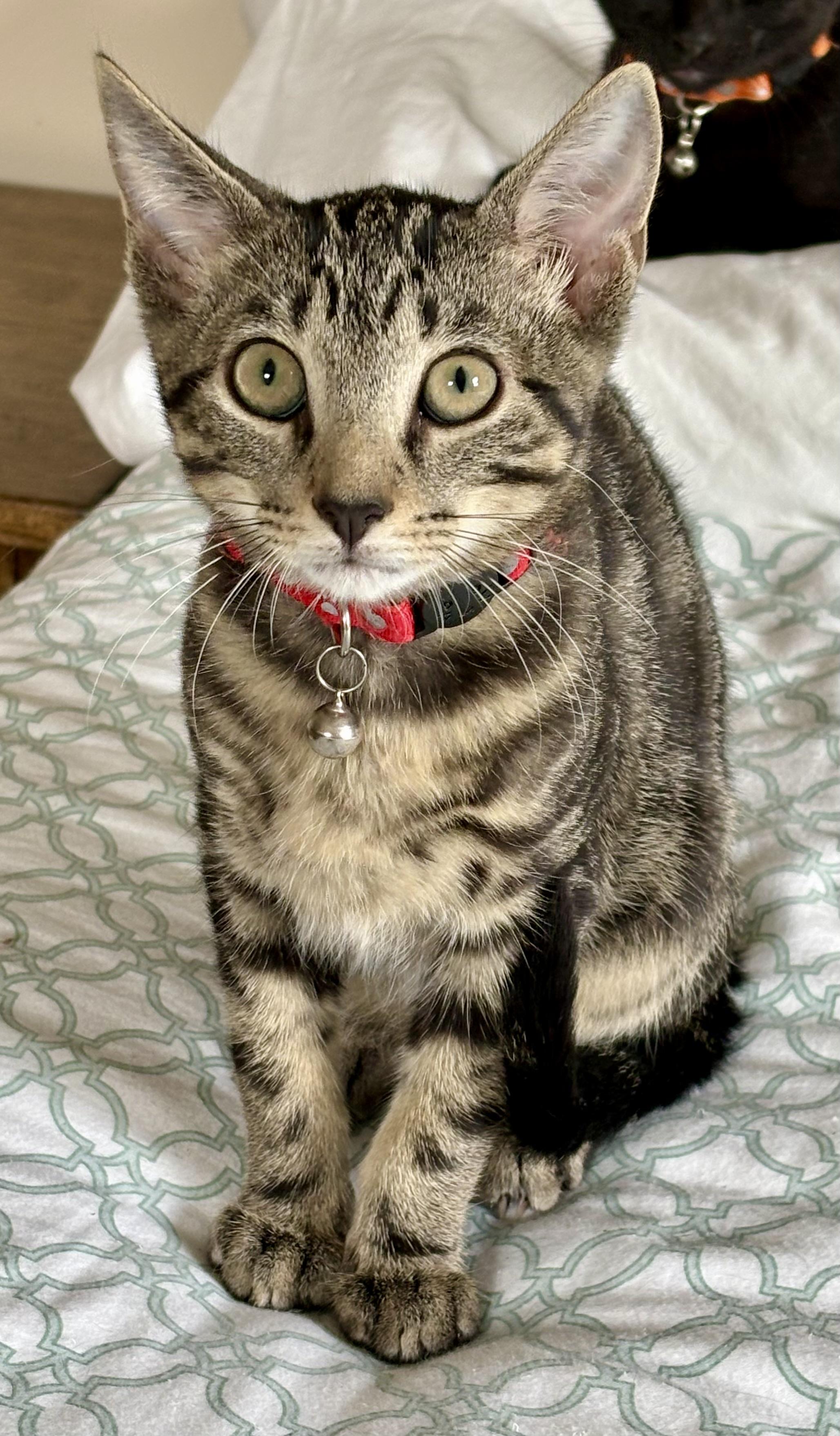 Hedgie, Adoptable, Kitten Male Tabby & Domestic Short Hair.