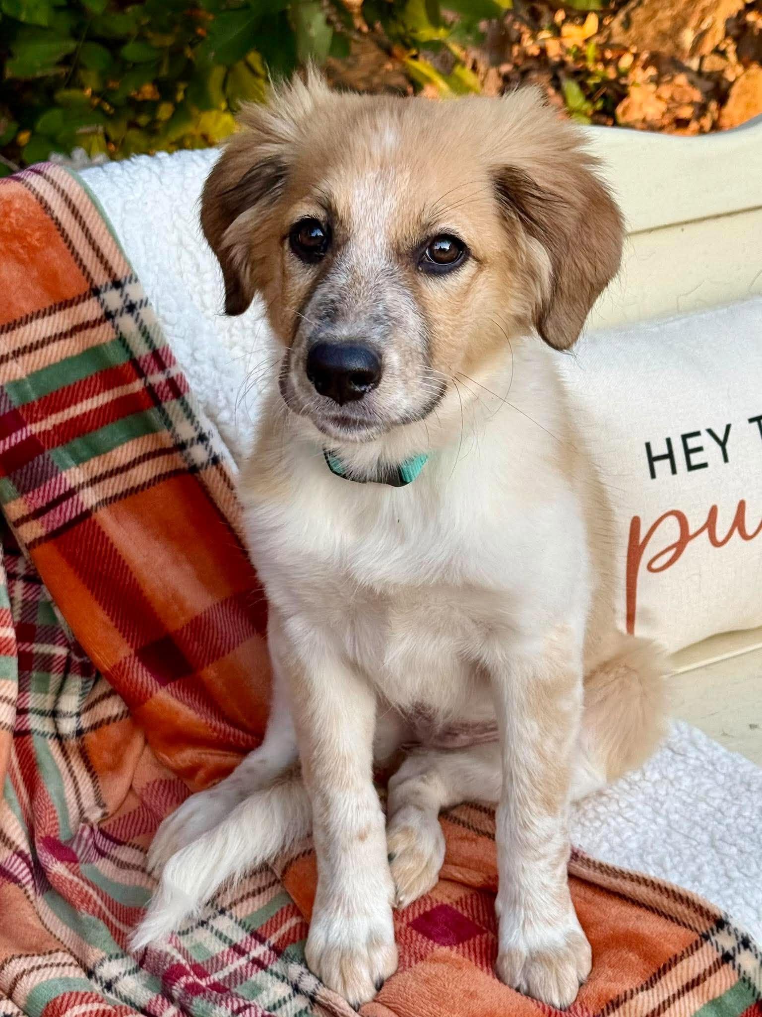 Enlarge Gidget, a Adopted mixed breed in Tulsa, OK image 2/6