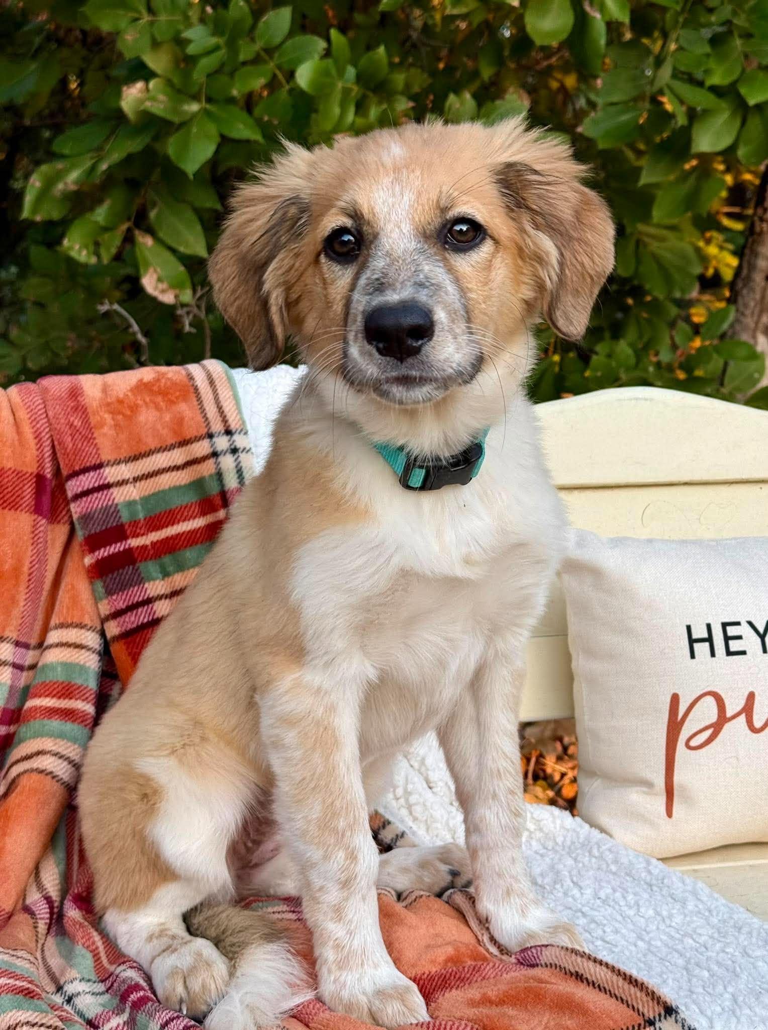 Enlarge Gidget, a Adopted mixed breed in Tulsa, OK image 1/6