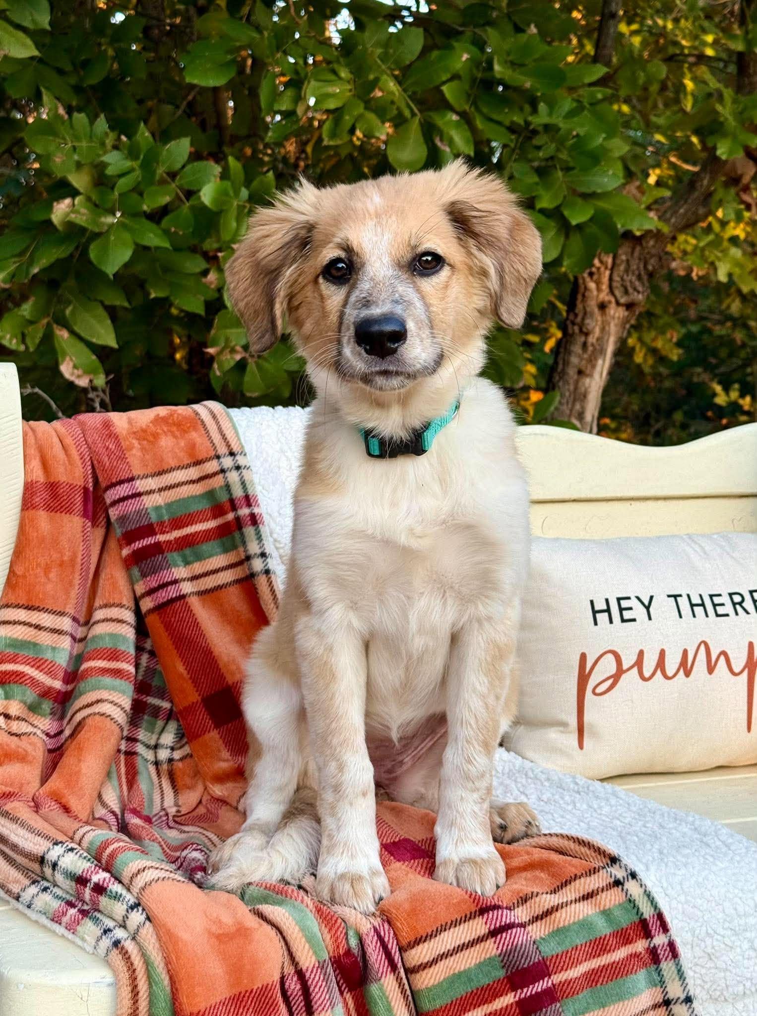 Enlarge Gidget, a Adopted mixed breed in Tulsa, OK image 4/6