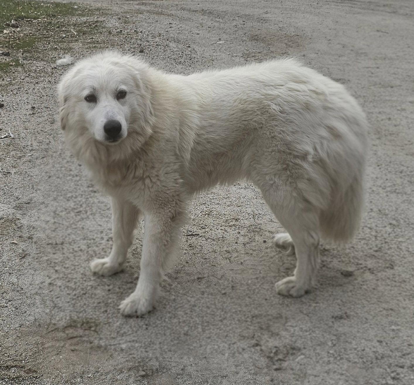 Enlarge Harriet, a Adoptable Great Pyrenees in Croydon, NH image 2/3