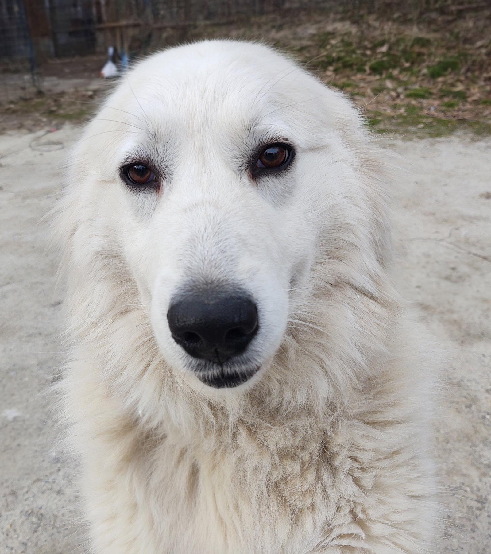Enlarge Harriet, a Adoptable Great Pyrenees in Croydon, NH image 3/3
