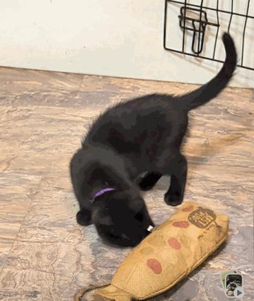 Clove, Adoptable, Kitten Male Domestic Short Hair.