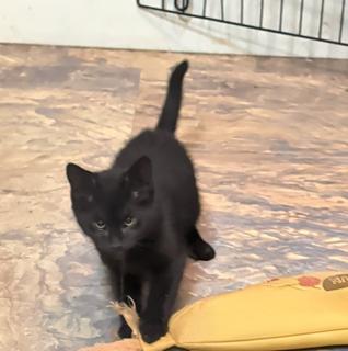 Clove, a Adoptable Domestic Short Hair in Cuyahoga Falls, OH image 2/3