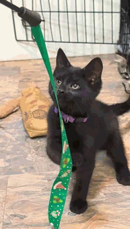 Clove, a Adoptable Domestic Short Hair in Cuyahoga Falls, OH image 3/3
