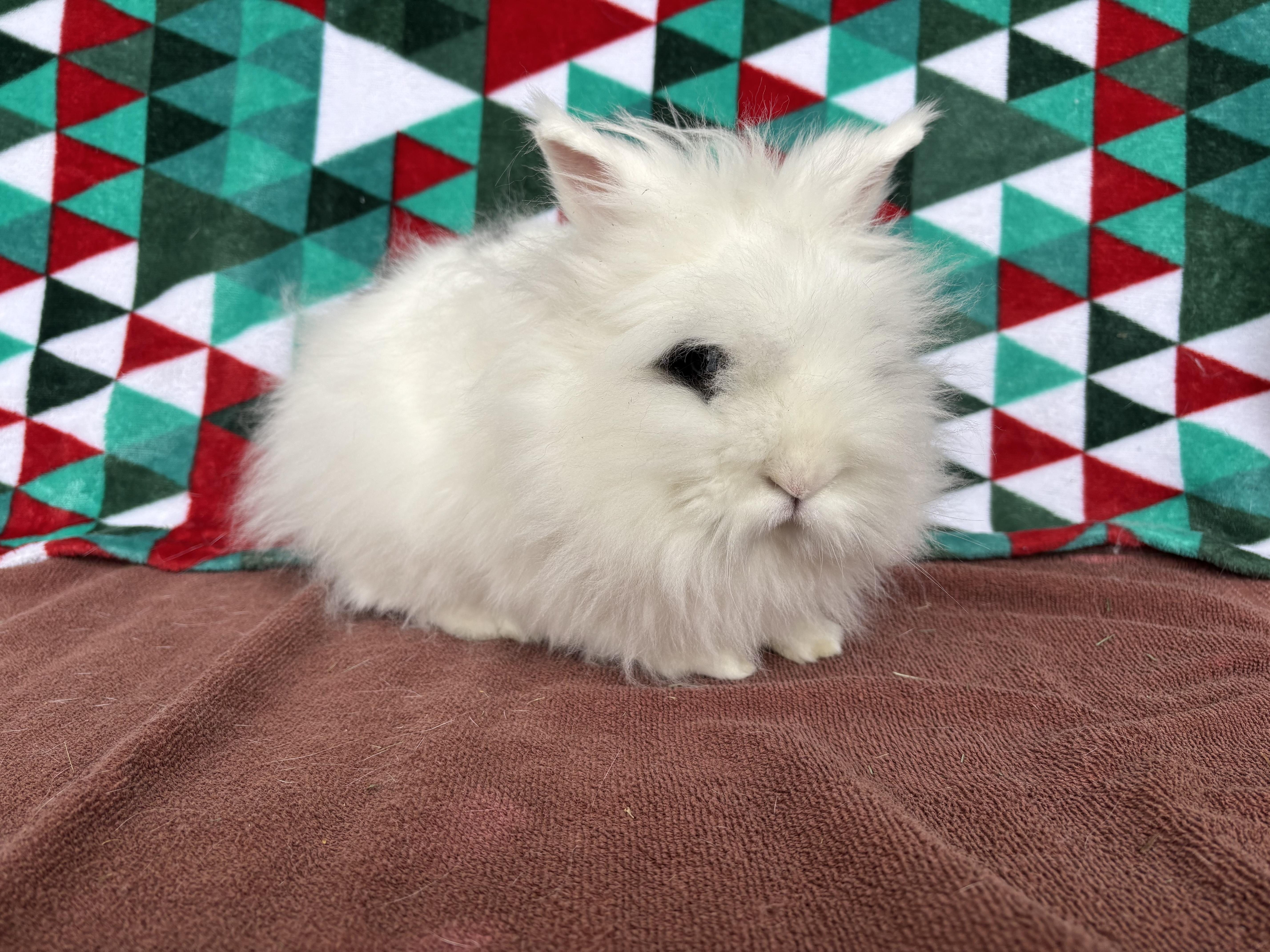Enlarge Glenn, a ADOPTABLE Lionhead in Appleton, WI image 3/3