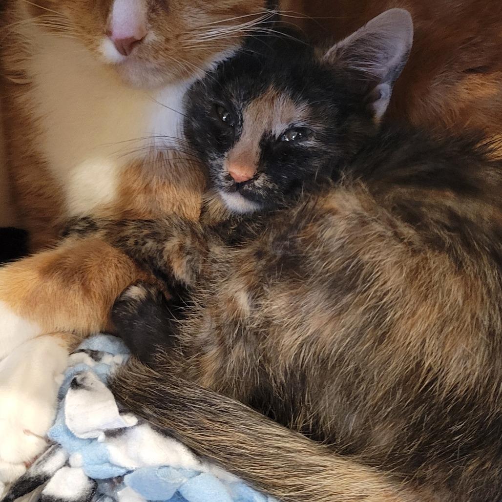 Enlarge Jordan, a Adoptable Domestic Short Hair in Chaska, MN image 1/4