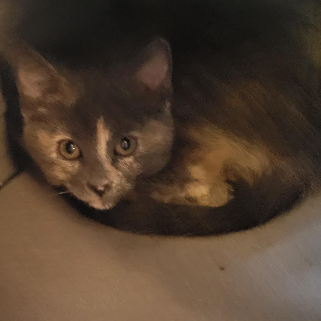 Enlarge Jordan, a Adoptable Domestic Short Hair in Chaska, MN image 2/4