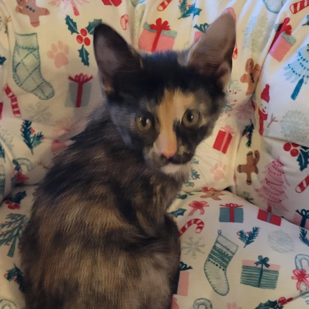 Enlarge Jordan, a Adoptable Domestic Short Hair in Chaska, MN image 3/4