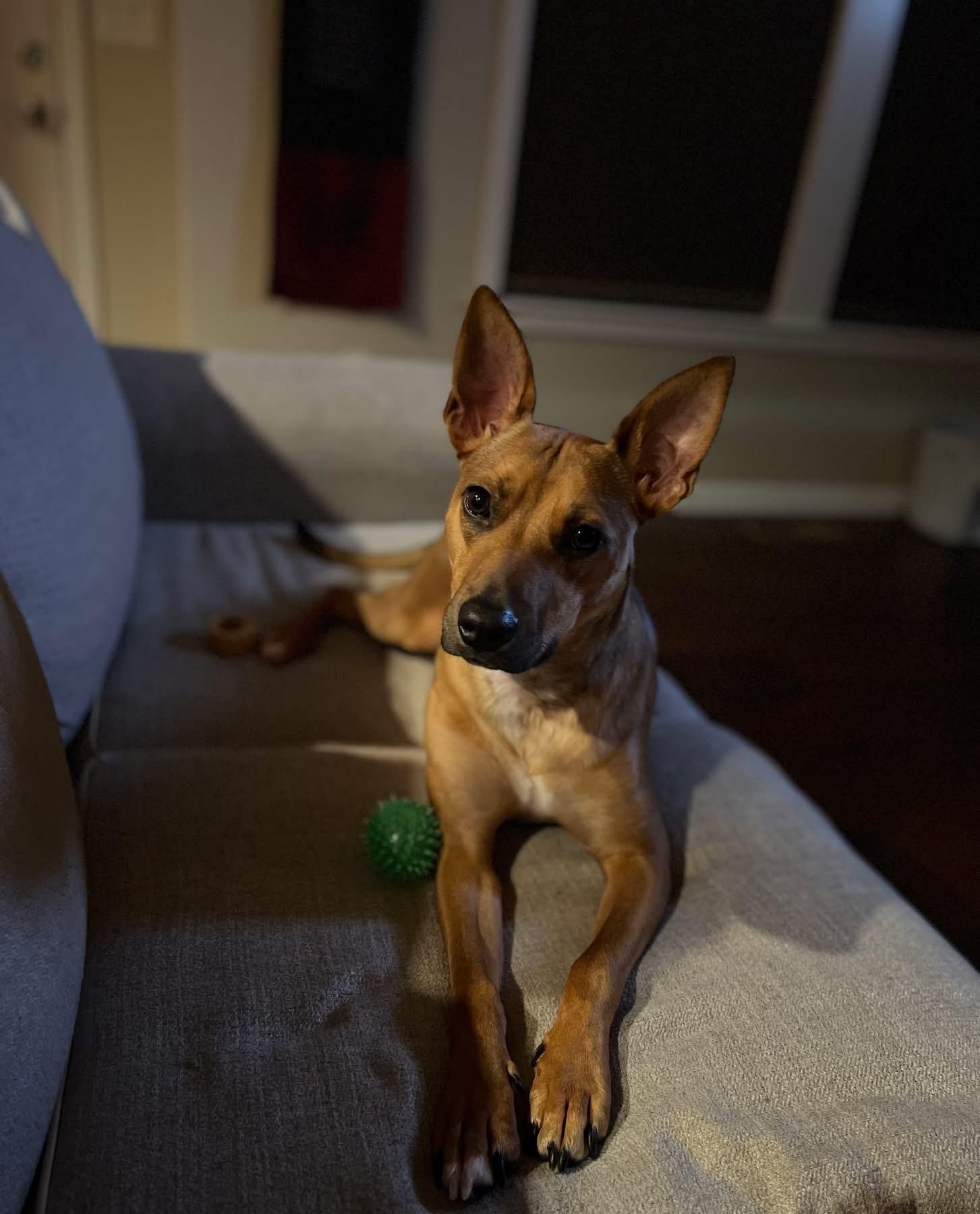Bear, adopted, Young Female Catahoula Leopard Dog & Black Mouth Cur.