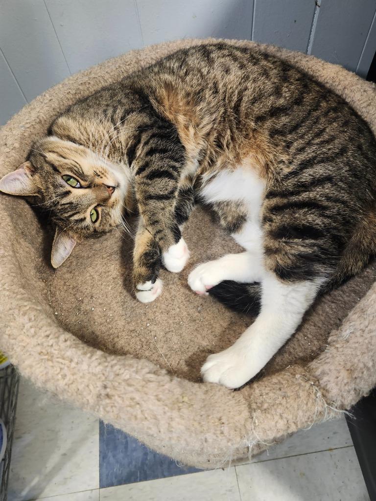 Saffron, Adoptable, Young Female Domestic Short Hair.