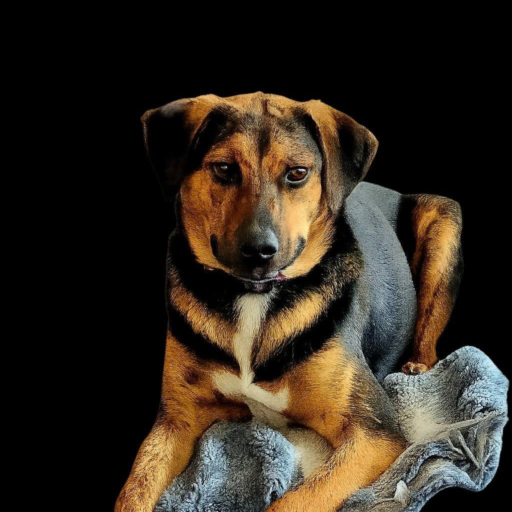Enlarge Dipper, a Adoptable Catahoula Leopard Dog in Gainesboro, TN image 1/1