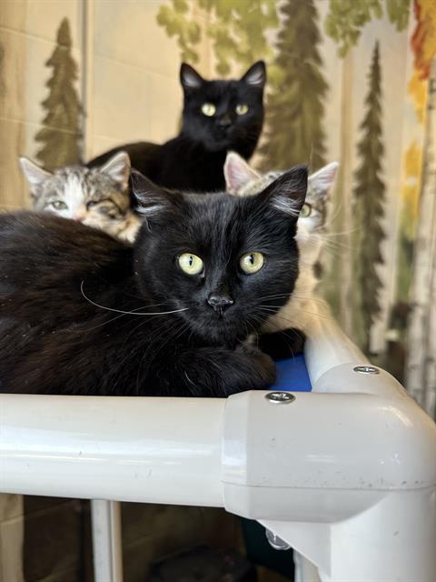 Enlarge RICERONI, a Adoptable Domestic Short Hair in Frisco, CO image 1/1