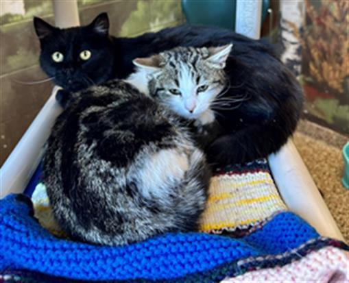 Enlarge RICERONI, a Adoptable Domestic Short Hair in Frisco, CO image 1/1