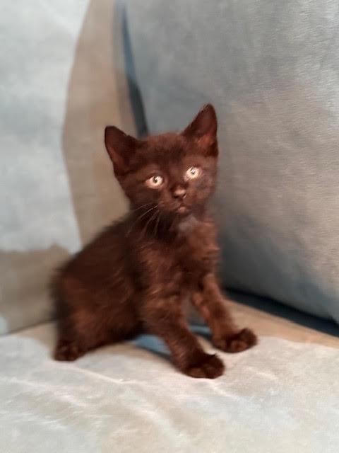 Elon, adopted, Kitten Male Domestic Short Hair.