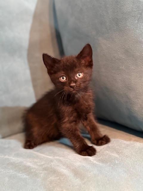 Elon, an adopted Domestic Short Hair in Houston, TX image 2/2
