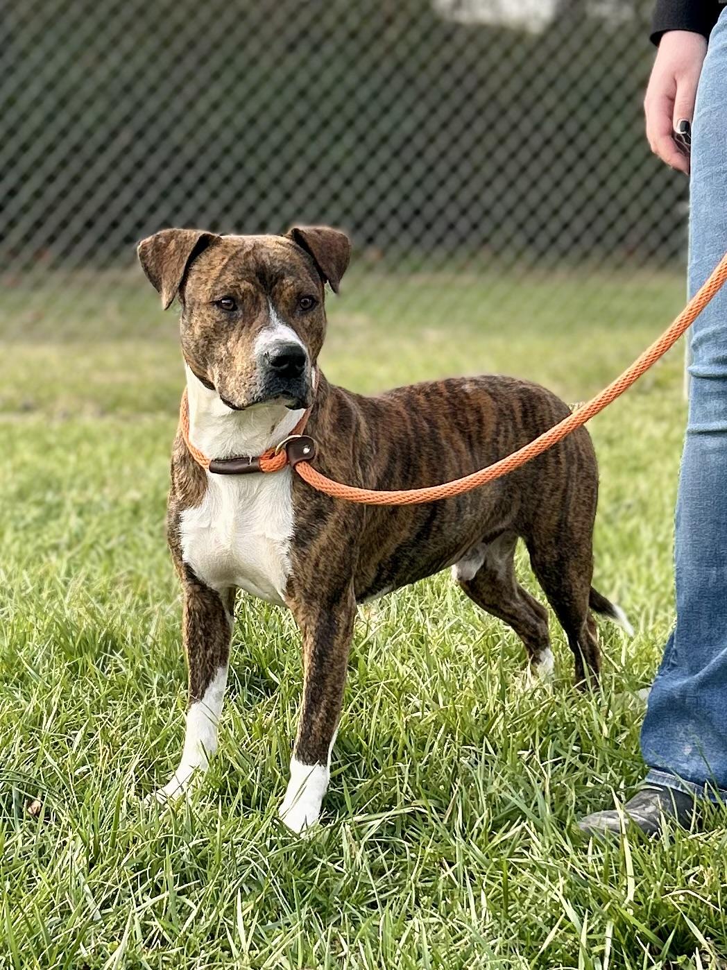 Enlarge Rajah, a ADOPTABLE Mixed Breed in Franklin, KY image 3/6