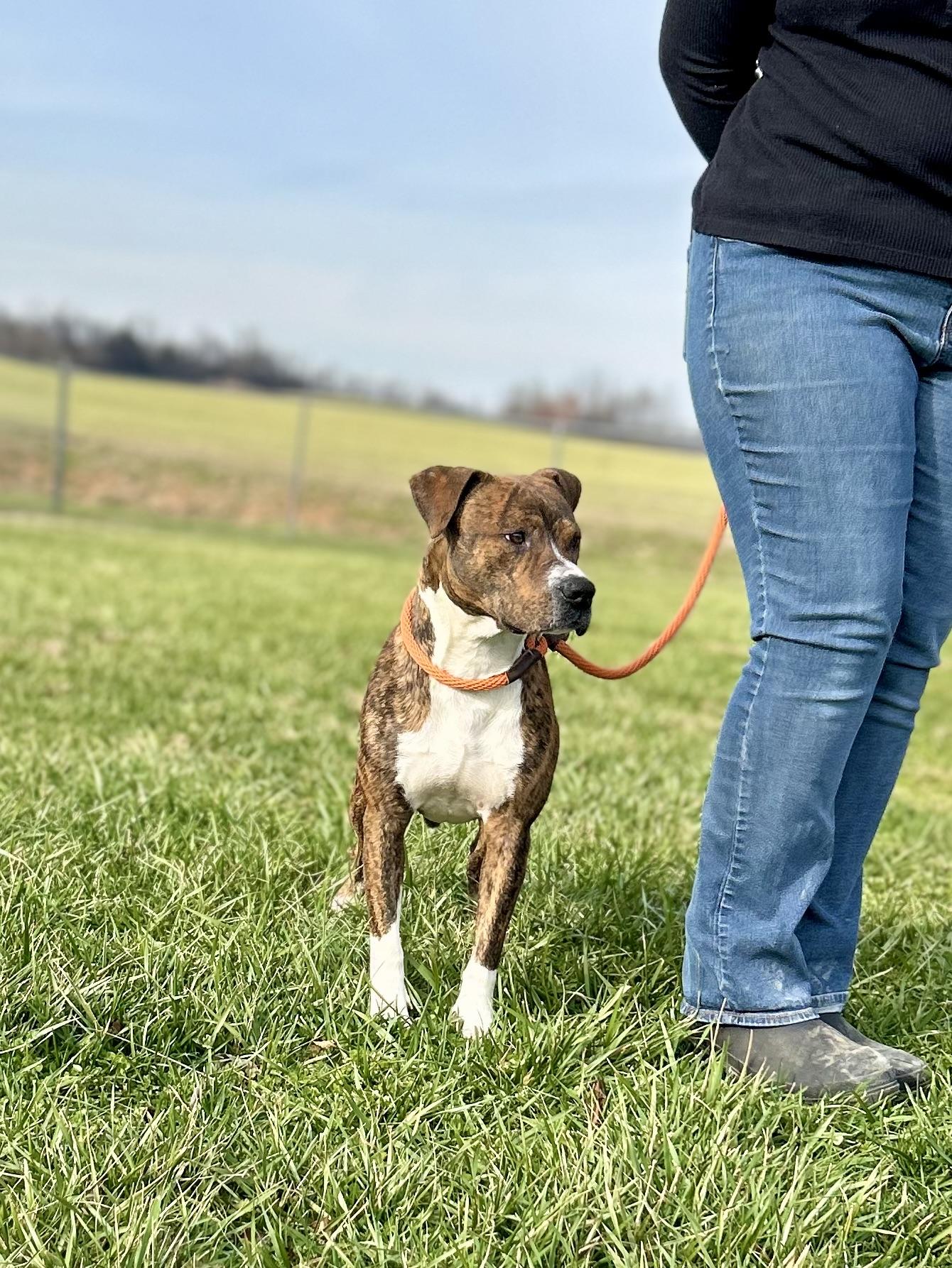 Enlarge Rajah, a ADOPTABLE Mixed Breed in Franklin, KY image 6/6