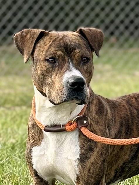 Enlarge Rajah, a ADOPTABLE Mixed Breed in Franklin, KY image 1/6