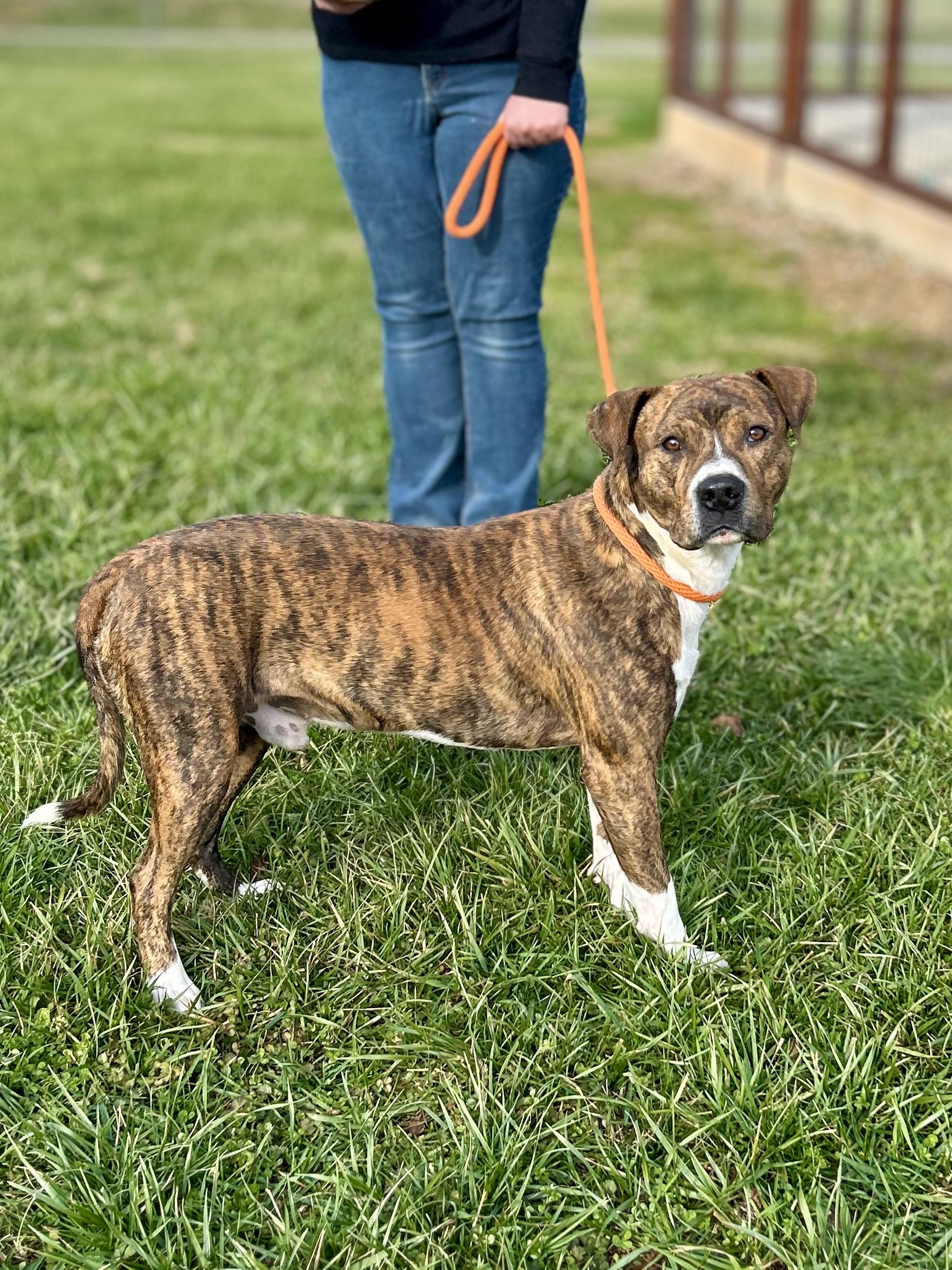 Enlarge Rajah, a ADOPTABLE Mixed Breed in Franklin, KY image 4/6