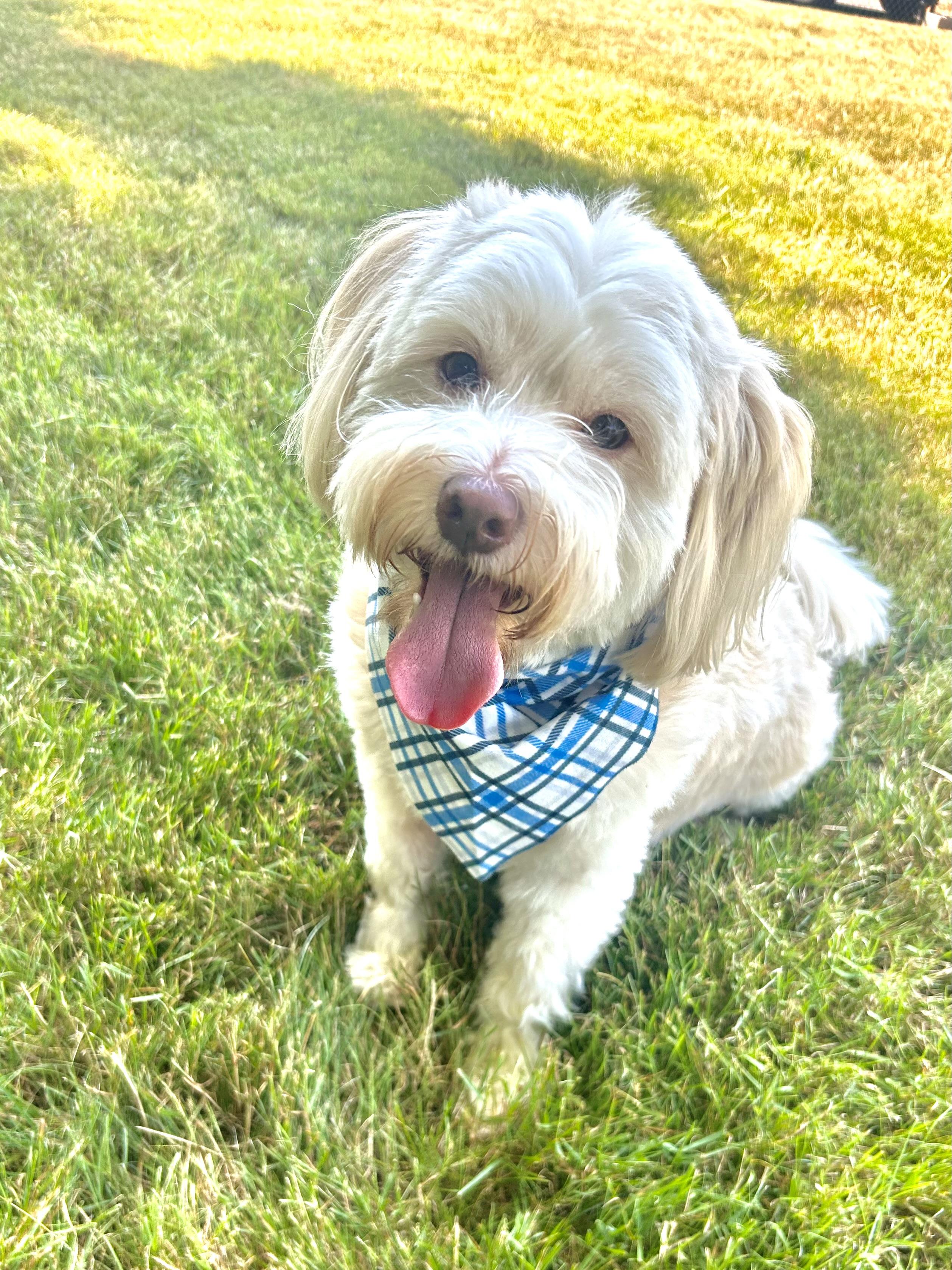 Bruno, Adoptable, Adult Male Havanese.