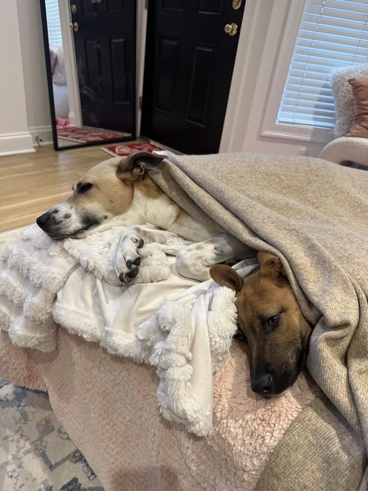 Stormin Norman - 26025, Adoptable, Puppy Male German Shepherd Dog.