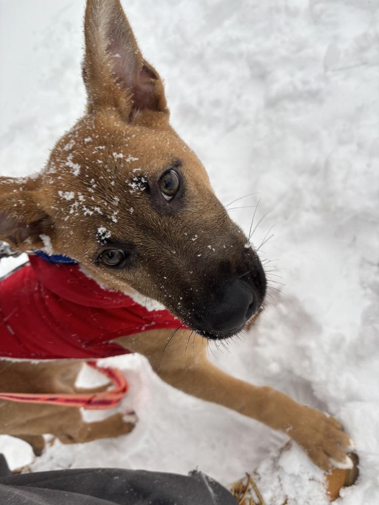Enlarge Stormin Norman - 26025, a Adoptable mixed breed in Armonk, NY image 2/6