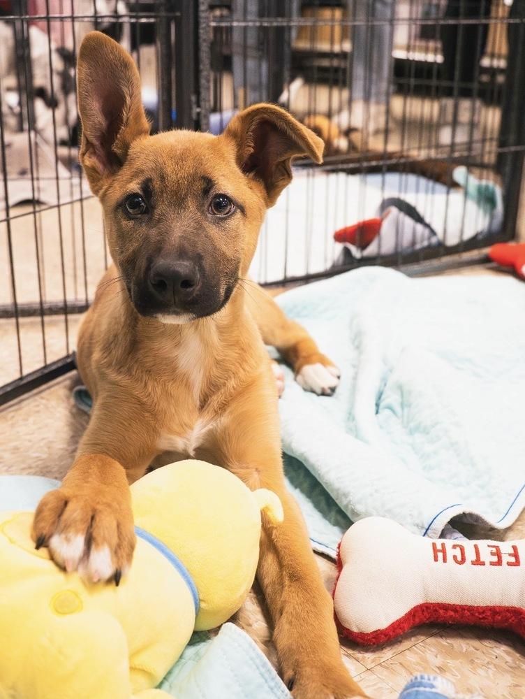 Enlarge Stormin Norman - 26025, a Adoptable mixed breed in Armonk, NY image 4/6